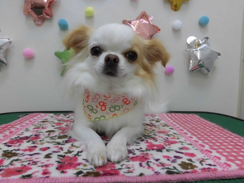 こ太ちゃん